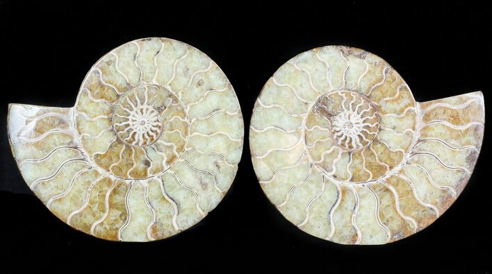 Polished Ammonite Pair - Agatized #45506